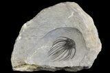 Very Rare, Spiny Heliopeltis Trilobite - Issoumour, Morocco #154296-2